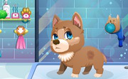 play Stray Dog Care