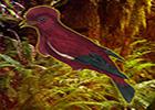 play Eb Save The Crimson Fruitcrow