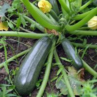 play Zucchini Garden Escape