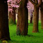 play Spring-Fields