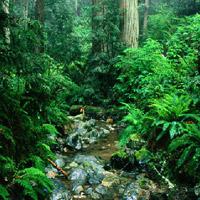 Hidden-Spot-Green-Forest