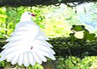 play G2R Wild Parrots Rescue