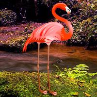 Flamingo Forest Escape