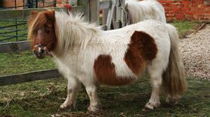 play Various Uses Of Ponies
