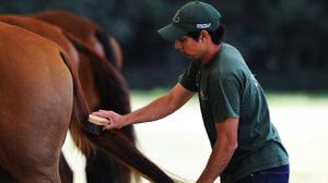 play Horse Care Learn The Basics