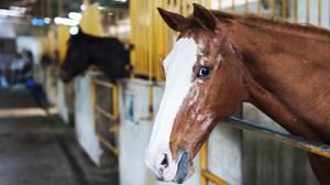 play Taking Care Of An Old Horse