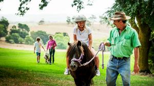 play Horses And Their Various Activities