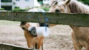 play Feed Your Horse The Right Food