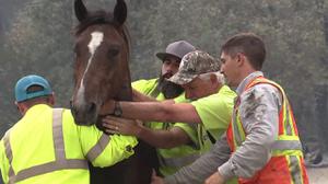 play Horse Owners Alert