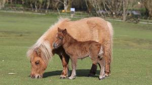 play Miniature Ponies