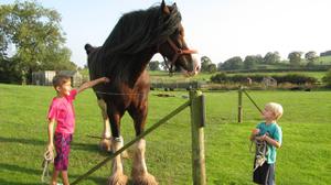 play Suitable Horse For Children