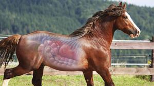 play Horse Diseases