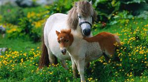 play Differences Horses And Ponies