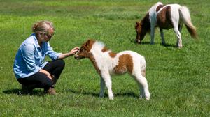 play Horses And Ponies Sizes