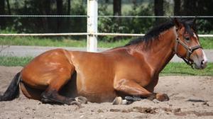 play Horse Colic And How To Treat Them
