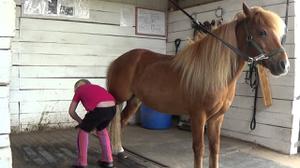 play Grooming Your Horse And Ponies
