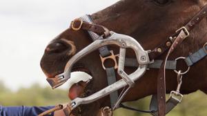 play Maintenance Of Your Horse