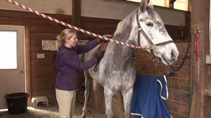 play Horse Care Guide