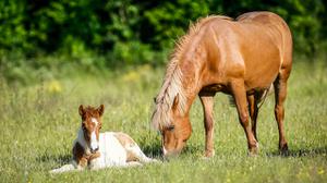 play How Much We Know About Horses