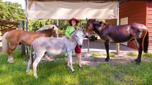 play Horses All You Need To Know
