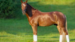 The American Quarter Horse