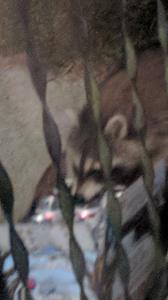 play Raccoon Friend