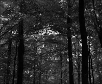 play Eg24 Escape The Forest
