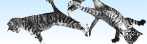 play Cat Bounce