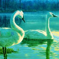 play Snap The Fantasy Bird