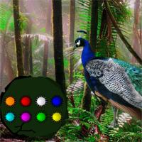Peacock Dance Forest Escape