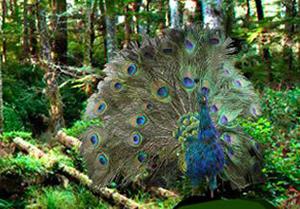 play Peacock Dance Forest Escape