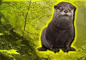 play Otter Escape