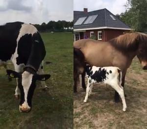 play The Milk Of Horses