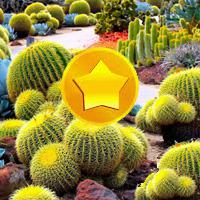 play Treasure Hunt-Cactus