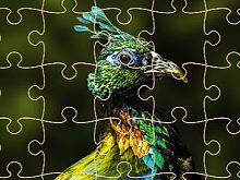 play Exotic Animals Jigsaw