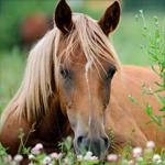 play Horse