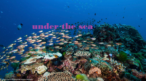 play Under The Sea