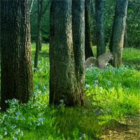 Extremely Squirrel Forest Escape