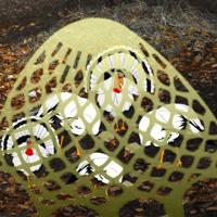 play Escape White Turkey Family