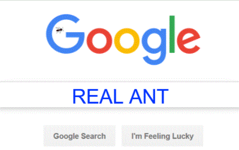 play Real Ant