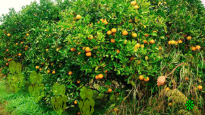 Orange Tree Farm Escape