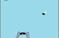 Spider Vs Fly