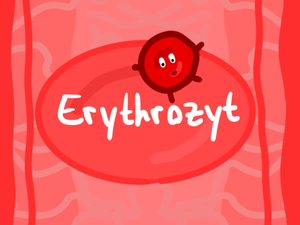 play Erythrozyt