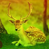 play Games2Rule-Deer-Forest-Escape