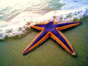 play Starfish Level 1 Build 2