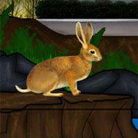 play Rabbit Rescue