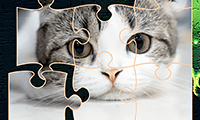 play Jigsaw Puzzles Cats