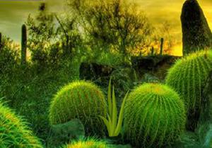 Rescue Girl From Desert Cactus