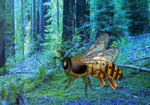 play Giant Wasp Forest Escape