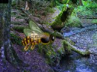 play Giant Wasp Forest Escape